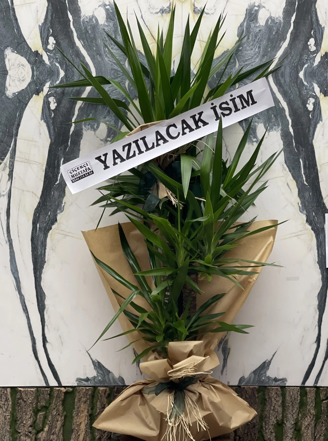 3 Lü Yukka Bitkisi Jumbo