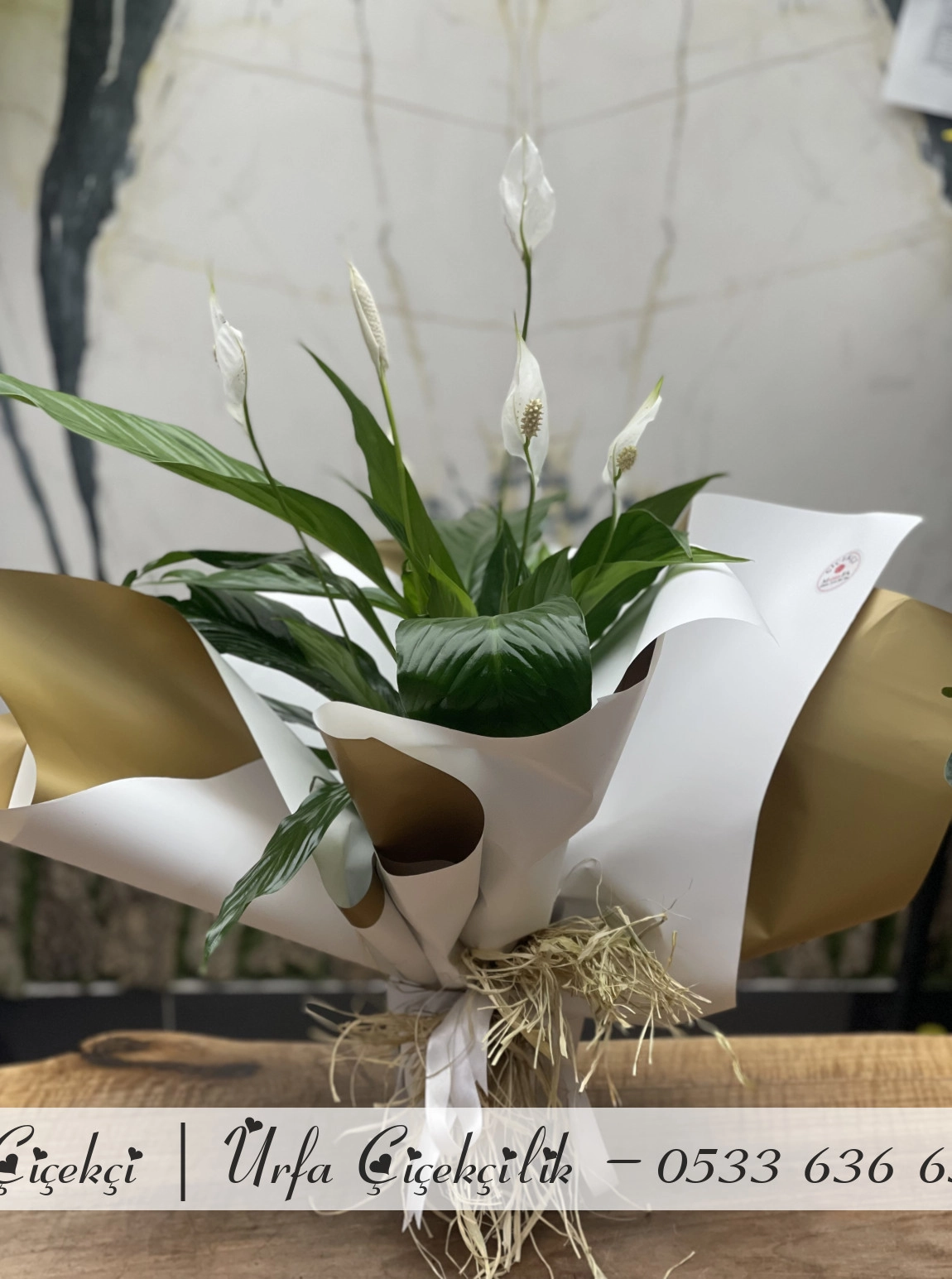 Bol Çiçekli Barış Çiçeği