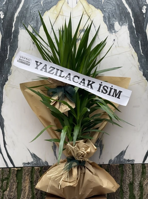 2 Li Yukka Bitkisi Jumbo