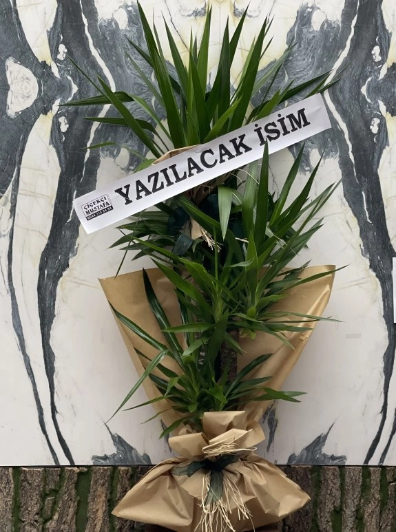 3 Lü Yukka Bitkisi Jumbo