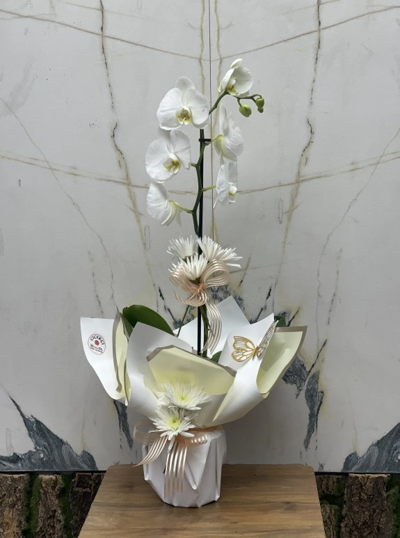 Beyaz Orkide