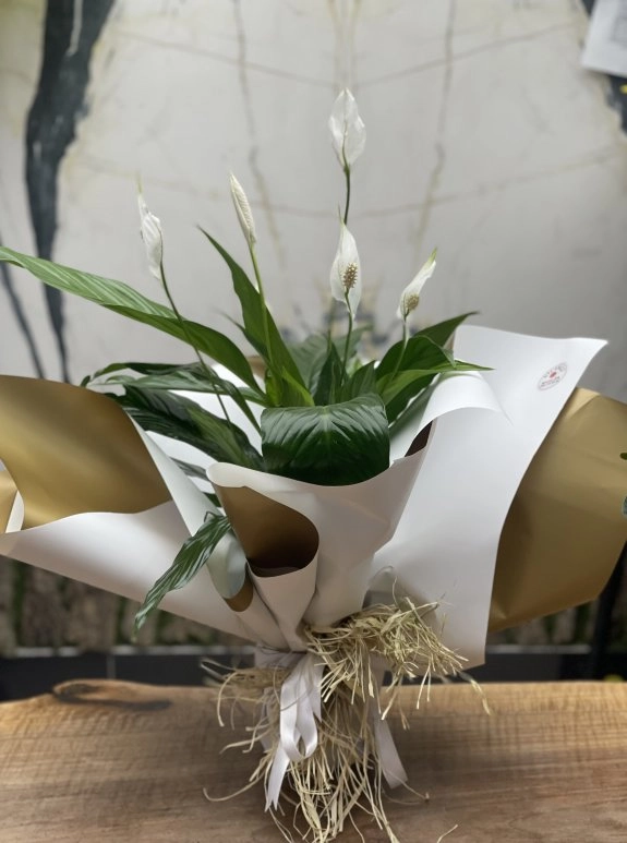 Bol Çiçekli Barış Çiçeği