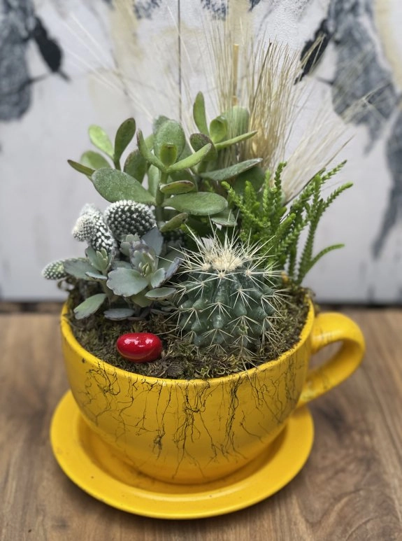 Sarı Fincan Kaktüs Aranjmanı