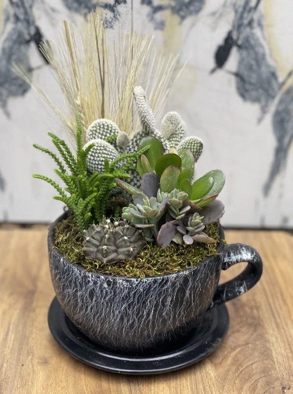Siyah Fincan Kaktüs Aranjmanı